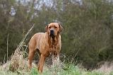 TOSA INU 511